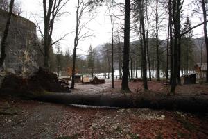 Drevo ob jezeru (avtor fotografije Stane Klemenc)